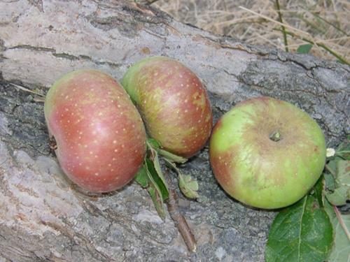 CAMUGNANO (BO): Slow Food Bologna e Mela Rosa Romana  per esplorare le possibilità di presidio