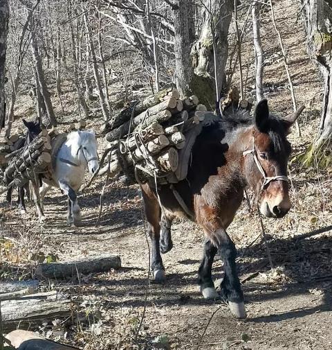 A Castel d’Aiano si ripuliscono i sentieri della Linea Gotica