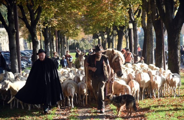 Animali da portare a spasso